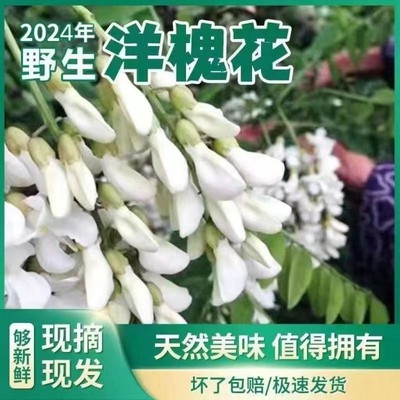 2024新鲜洋槐花纯天然槐花