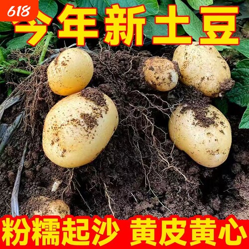 新鲜土豆农家新鲜黄心