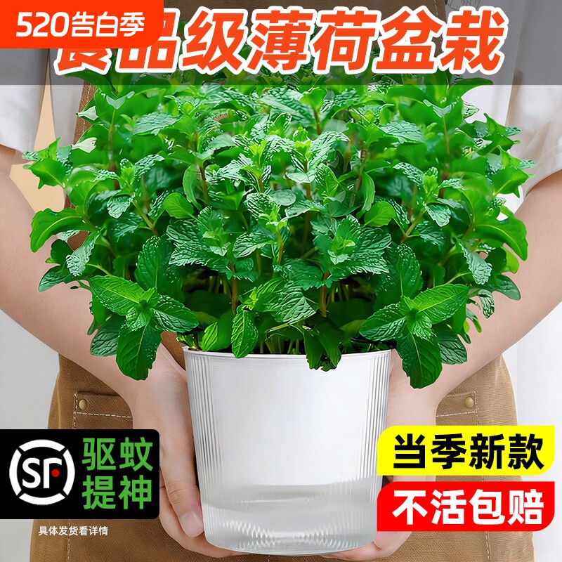薄荷盆栽可食用薄荷叶新鲜四季常青迷迭香驱蚊植物室内绿植花卉