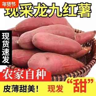 正宗龙九红薯蜜薯沙地新鲜黄皮黄心河南番薯甜糯地瓜自种年货节