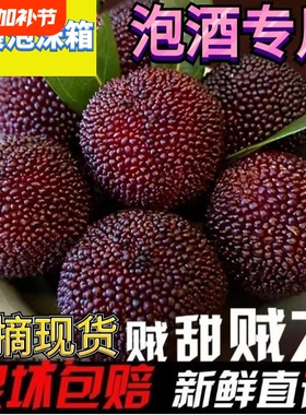 新鲜现摘现发福建浮宫杨梅新鲜杨梅早梅硬丝孕妇水果当季采摘泡酒