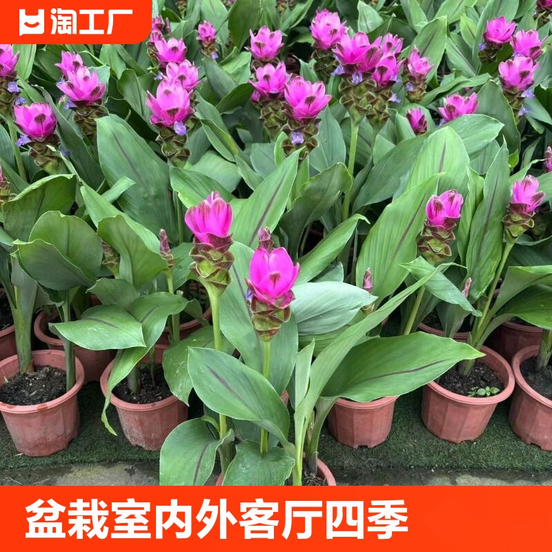 姜荷花盆栽四季开花植物多年生好养活耐寒耐热绿植花卉庭院阳台
