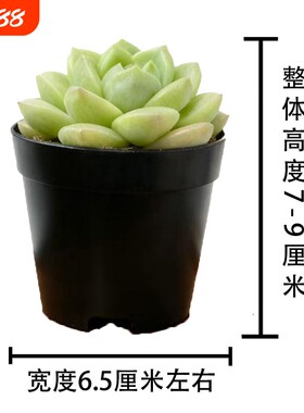 多肉植物室内小盆栽大颗好养绿植