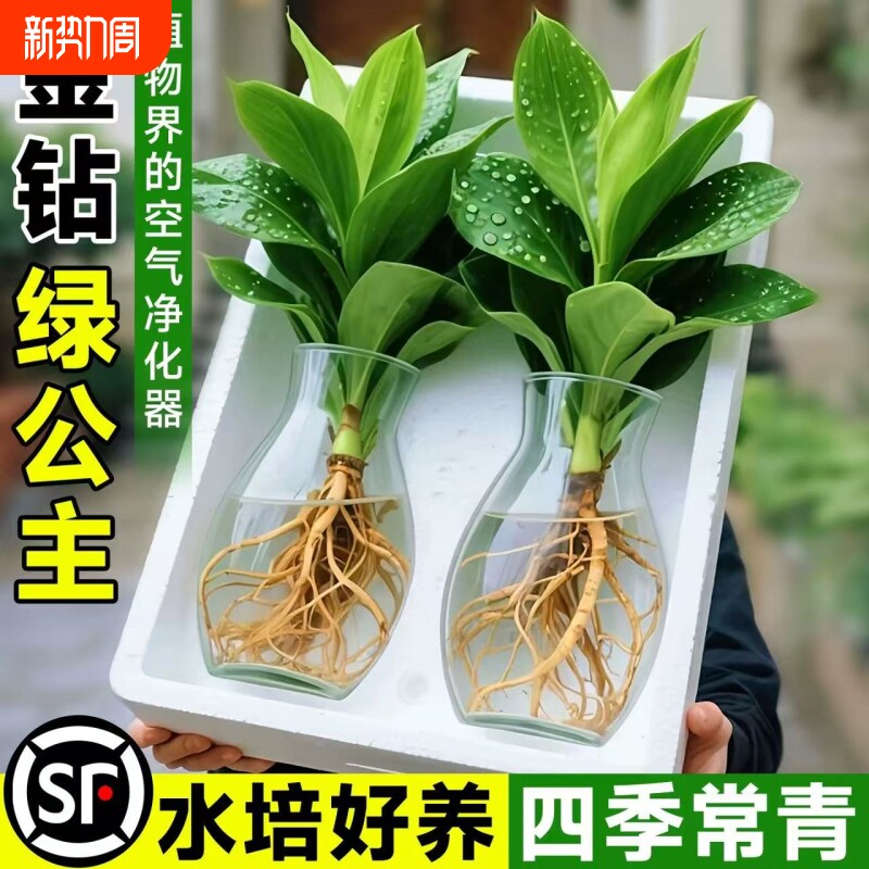 水培大叶金钻绿植绿公主盆栽带花苞室内养植物办公室桌面花卉客厅