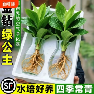 水培大叶金钻绿植绿公主盆栽带花苞室内养植物办公室桌面花卉客厅