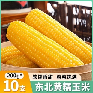 25年头茬东北鲜食糯玉米棒真空装 甜玉米粗粮新鲜苞米大棒整支10支