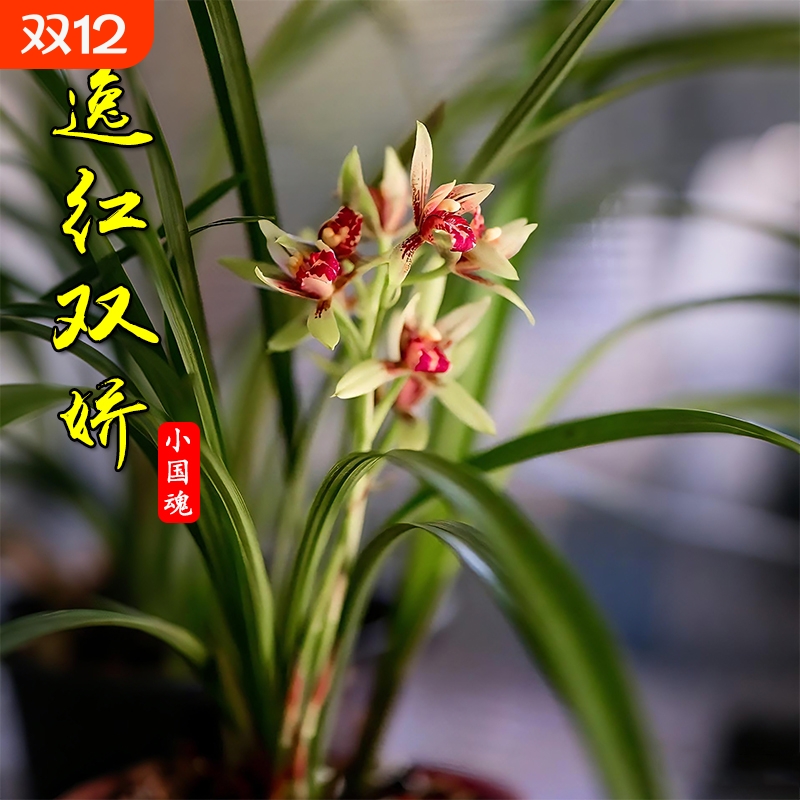 建兰小国魂夏带花浓香型四季兰花苗室内耐阴好养勤花绿植盆栽花卉