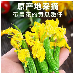 山东黄瓜花嫩瓜花酒店用小黄瓜花产地直发新鲜直达 包邮