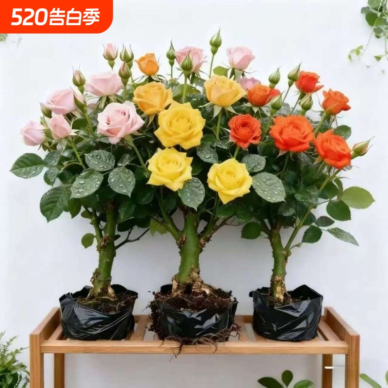 云南四季开花玫瑰老桩浓香型月季花花苗花卉室内外耐寒好养活大花