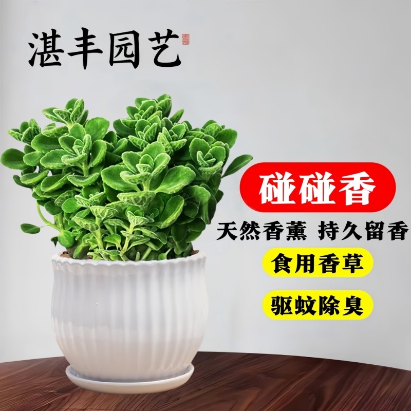 碰碰香盆栽植物室内花卉迷你桌面办公室书房驱蚊趣味小绿植一抹香