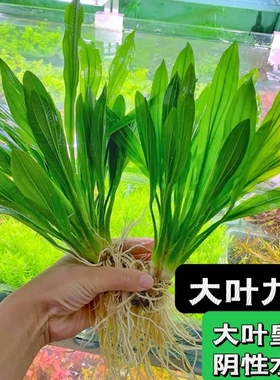 大叶九冠绿皇冠水草迷你九冠红九冠鱼缸造景装饰植物中后景阴性草