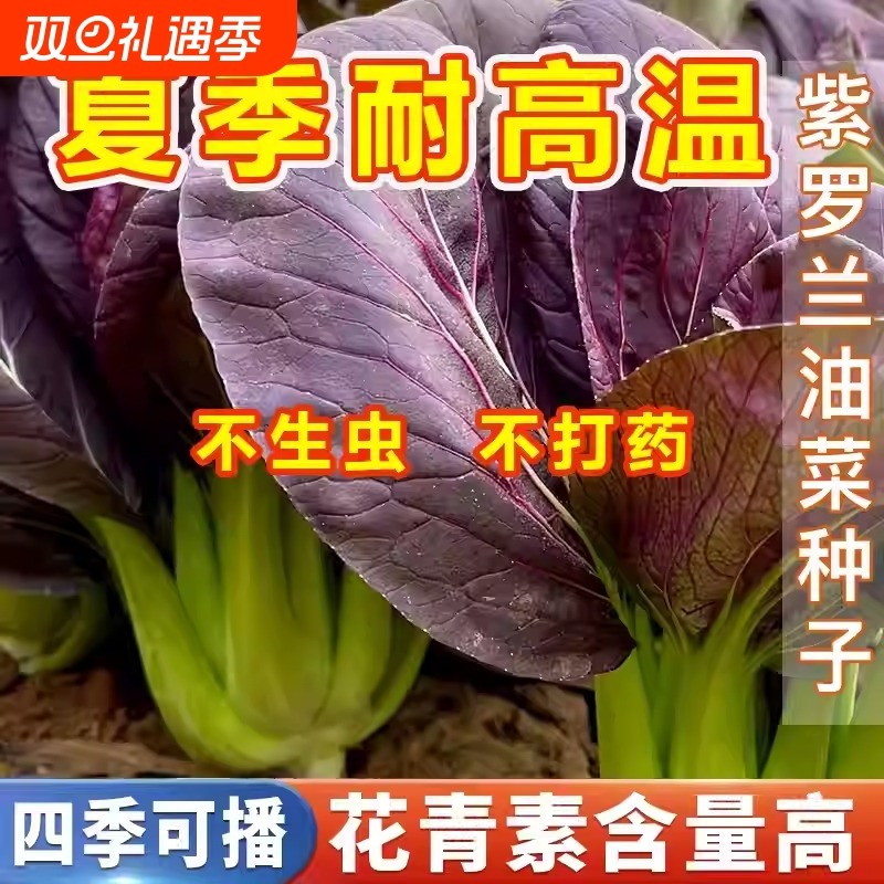 紫妃上海青种子四季耐寒小青菜种籽春秋冬季农家蔬菜籽荷兰豆油菜