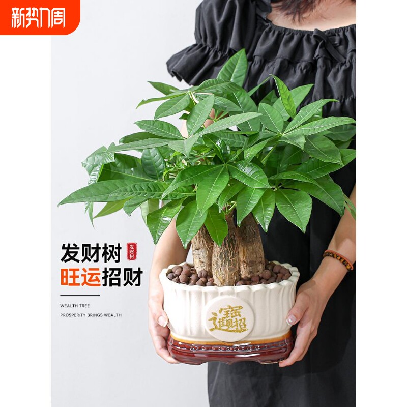 发财树盆栽室内植物招财客厅办公室桌面绿植四季好养活开业送礼新