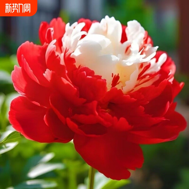 爆款观赏芍药老桩菏泽芍药花苗观赏重瓣芍药情人节花卉耐寒正品直