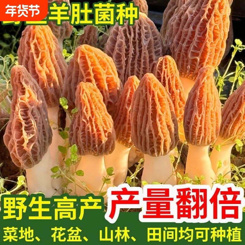 羊肚菌种高产种子居家种植食用菌蘑菇阳台绿植园艺用品,鲜花速递/花卉仿真/绿植园艺,其它园艺用品,淘宝优惠券,粉丝福利购,淘宝优惠卷