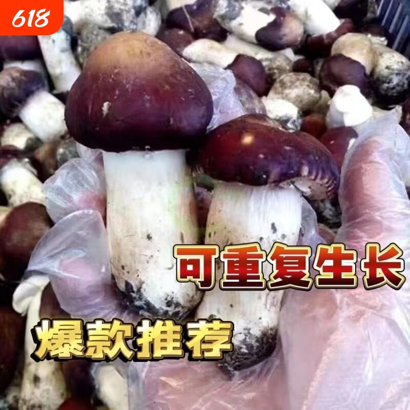 大球盖菇  赤松茸菌包菌种 蘑菇菌包 食用菌菌种家庭蘑菇盆栽阳台