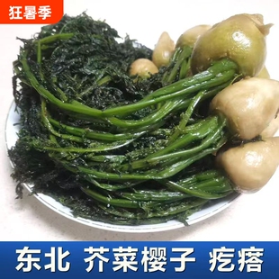 东北芥菜樱子咸菜特产0防腐剂老味道农家新鲜传统腌制疙瘩炖豆腐