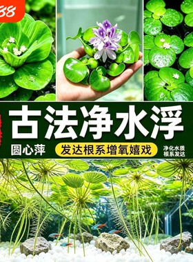 水葫芦水生植物水草水浮莲池塘鱼缸造景净化水质包邮室内养鱼养龟