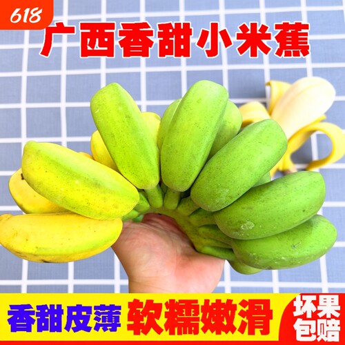 广西正宗小米蕉新鲜甜糯当季水果小香蕉皇帝蕉非芭蕉现摘青香蕉
