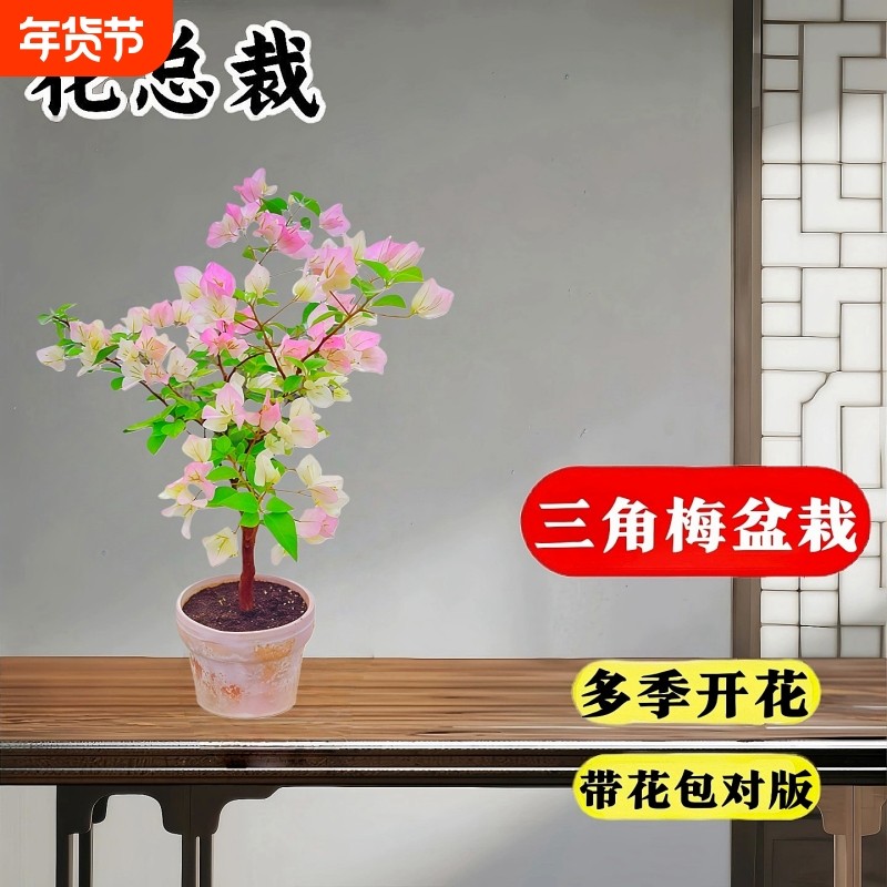 三角梅重瓣四季开带花盆栽老桩绿樱爬藤阳台大苗绿红樱安格斯花卉,鲜花速递/花卉仿真/绿植园艺,时令草本花卉,淘宝优惠券,粉丝福利购,淘宝优惠卷