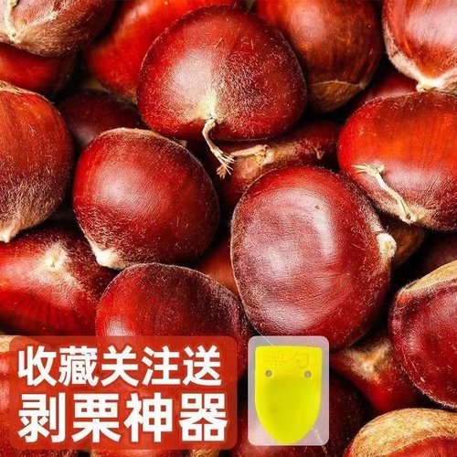 新货2025正宗丹东菜生栗子新鲜野生粟子大锥仁板票小毛板栗栗1