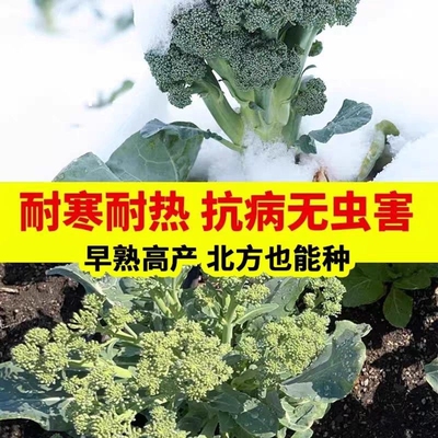 正品新种西兰苔种子绿西兰苔有机西洋芥兰田园庭院种植蔬菜苔种子