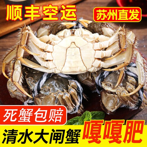 苏州特产螃蟹鲜活六月黄大闸蟹公母2-3两足斤足两顺丰空运礼盒装