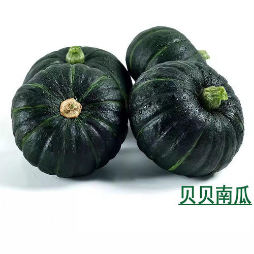 正宗新鲜贝贝南瓜板栗味