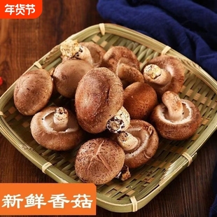 伏牛山新鲜湿香菇蘑菇菌菇火锅食材涮菜蔬菜农家特产冬菇自种