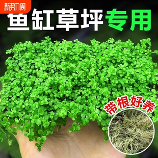 珍珠草爬地矮珍珠鱼缸水草专用趴地日本矮植物生态造景净化水质