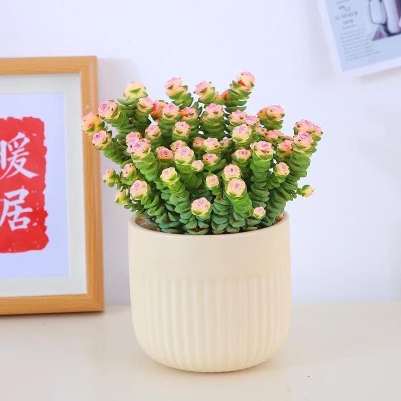 彩色钱串锦红心前程似锦多头多肉植物爆盆好养阳台绿植盆栽办公桌