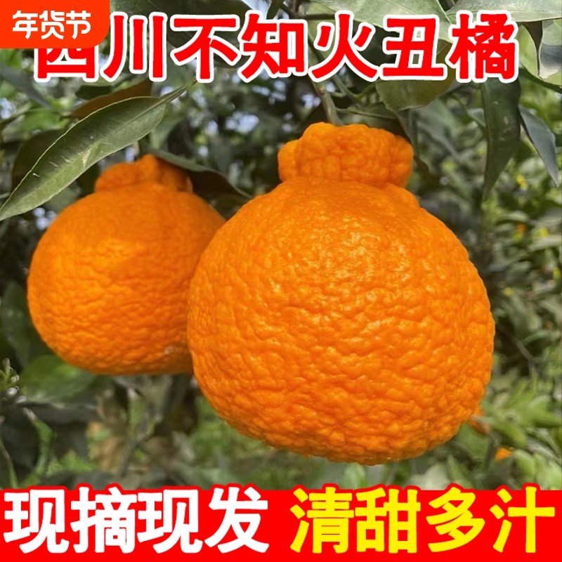 正宗四川不知火丑橘应当季新鲜水果丑八怪橘子耙耙柑桔子整箱包邮,水产肉类/新鲜蔬果/熟食,桔子,淘宝优惠券,粉丝福利购,淘宝优惠卷