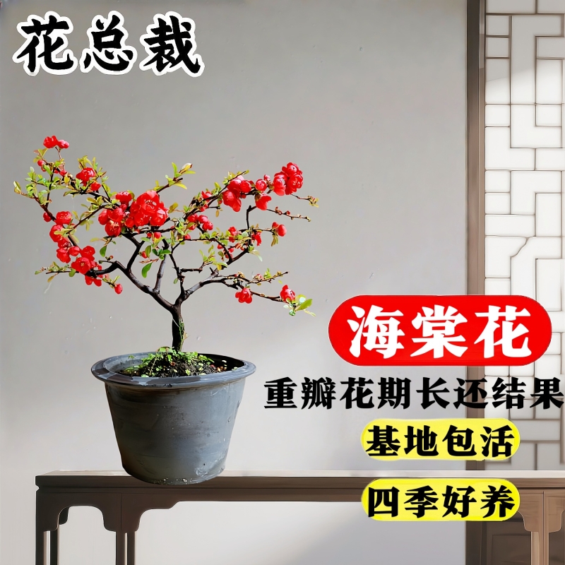 海棠花盆栽带花苞树苗老桩盆景