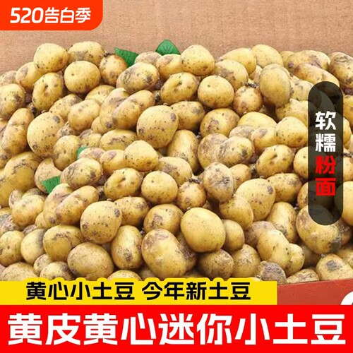 恩施小土豆新鲜富硒黄心