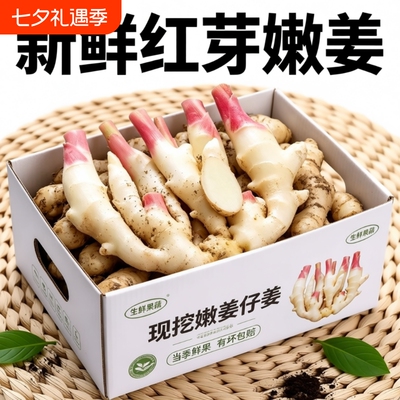 现挖新姜红芽嫩姜芽仔姜泡菜糖醋姜农家泥巴姜鲜嫩食用当季应季