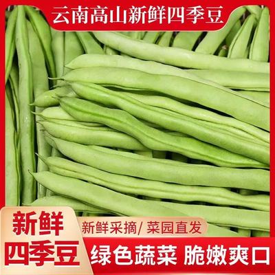【新鲜蔬菜】云南高山四季豆新鲜现摘无筋豆豆角农家刀豆芸豆蔬菜
