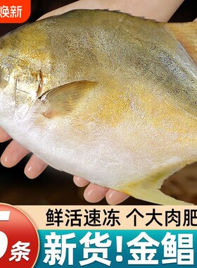 特大号金鲳鱼新鲜活冷冻金昌鱼深海鲳鱼平鱼海鲜水产整条批发鱼肉