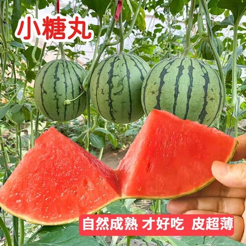 小糖丸小西瓜西瓜小吊瓜当季新鲜水果冰激凌应季水果批发包邮整箱