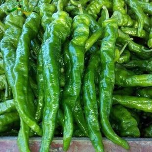 特惠新鲜螺丝椒产地直发包邮香辣螺丝椒陇椒螺丝辣椒特惠青椒