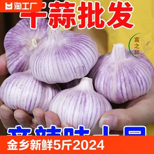 蔬菜批发紫皮特大10斤 蒜籽2024当季 新鲜干大蒜头5斤装 金乡大蒜