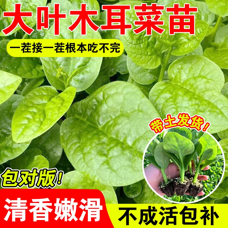 沭韩秋天基地直发蔬菜秧苗现挖现