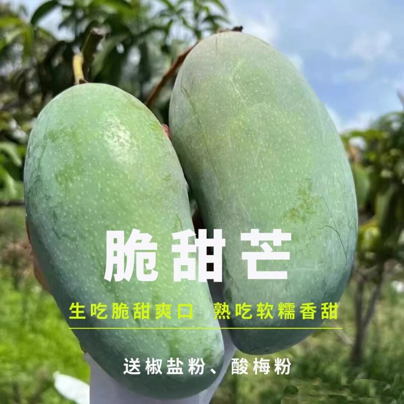新鲜采摘脆甜芒生吃芒果腌酸酸野可生熟两吃水果金煌芒果脆甜个大