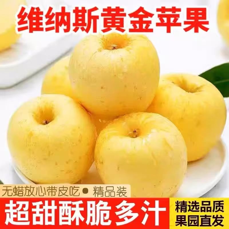 正宗山东烟台黄金维纳斯苹果2025当季新鲜采摘园直发生鲜整箱多汁