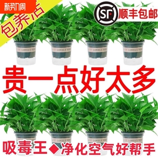 绿萝盆栽室内植物花卉绿植水培长藤绿箩新房阳台客厅大盆摆放桌面