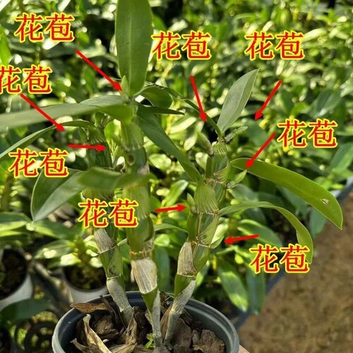 带花苞特香春石斛开花不断