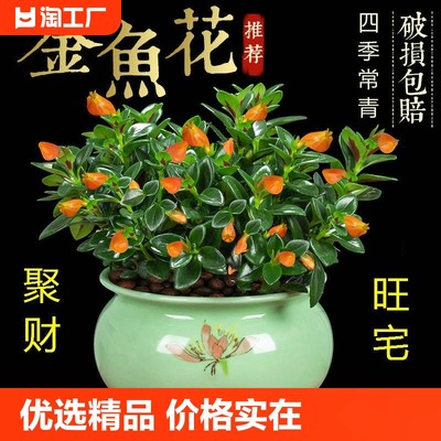 四季常青金鱼花吊兰盆栽室内绿植花卉多肉植物绿萝发财树好养客厅