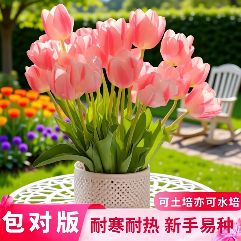 郁金香种球可土培水培庭院阳台耐热耐寒花卉绿植室内盆栽室外地载