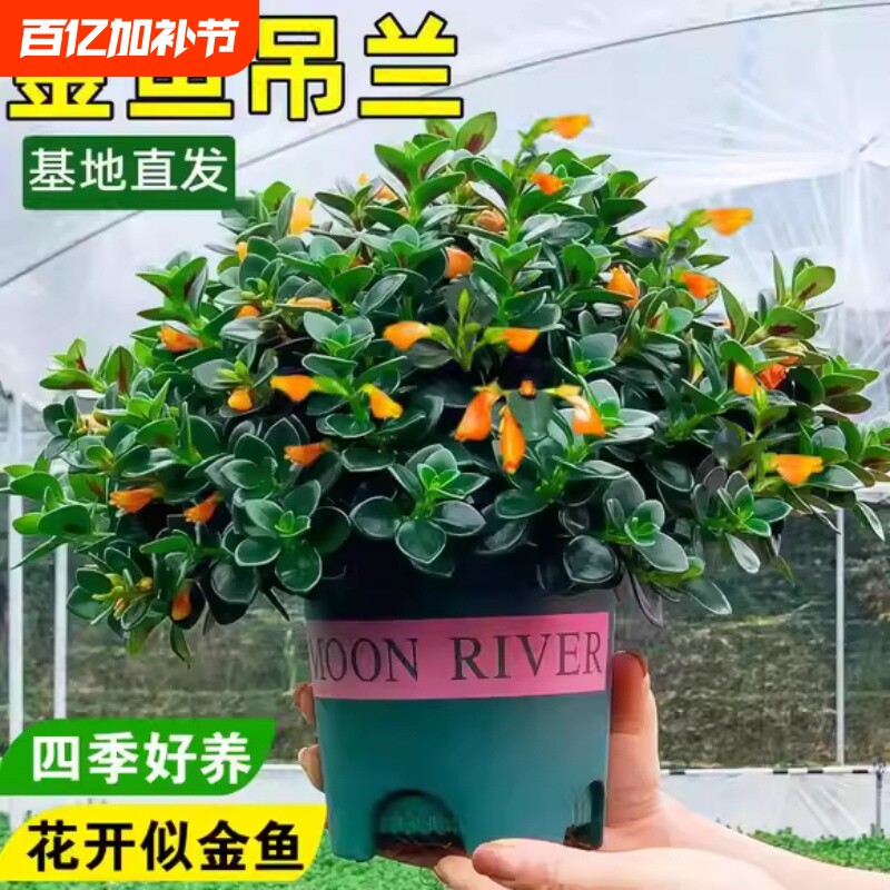 金鱼吊兰盆栽带花苞室内水培植物四季开花卉绿植物客厅阳台办公室