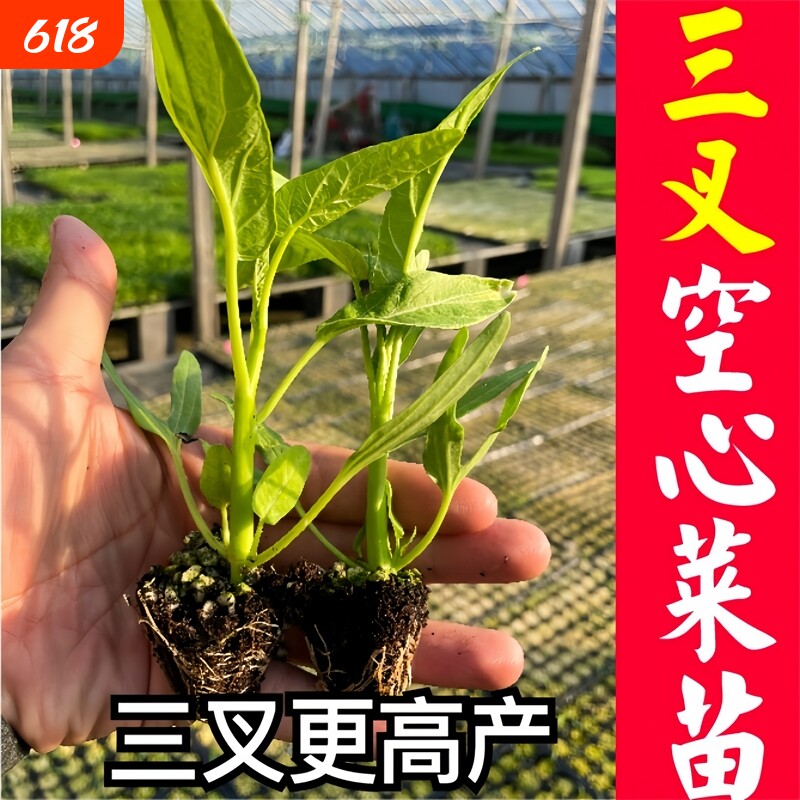 三叉空心菜苗种子四季蔬菜苗籽苗广东大叶空心菜苗带根羊角水果
