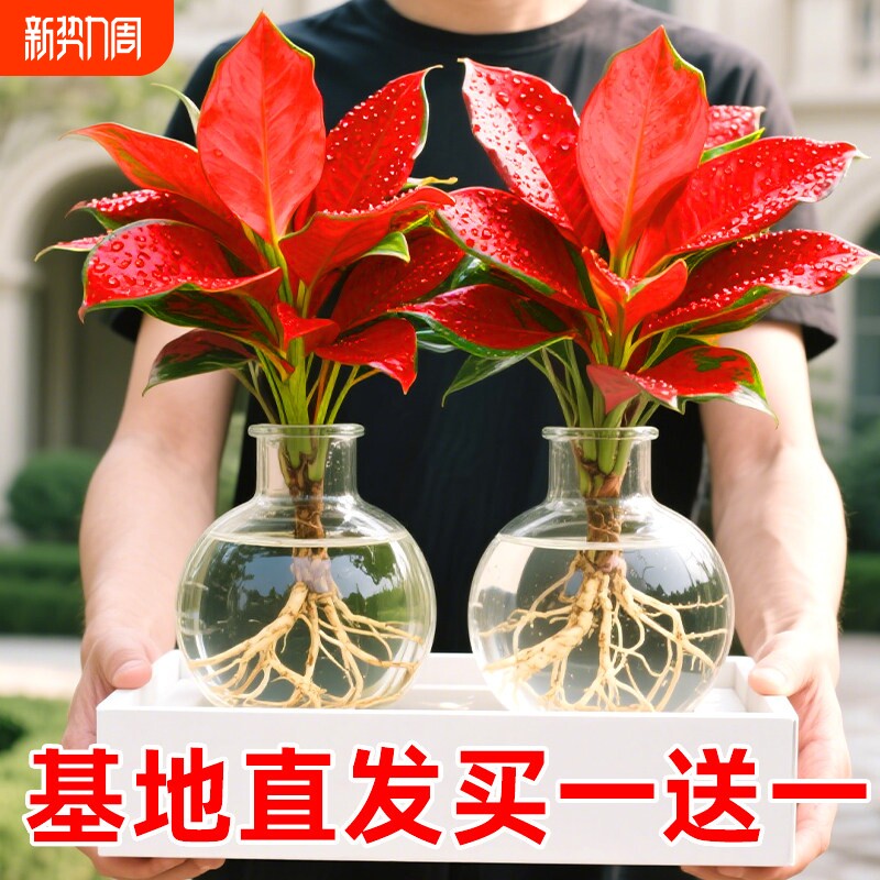 吉利红盆栽室内水培植物如意皇后客厅鲜花卉红叶万年青桌面小绿植